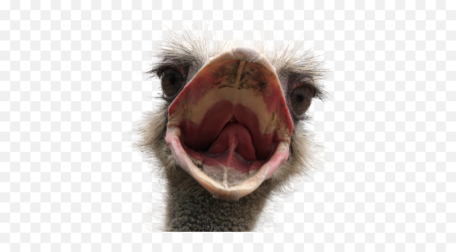 Ostrich - Stock Photography Png,Animals Transparent Background
