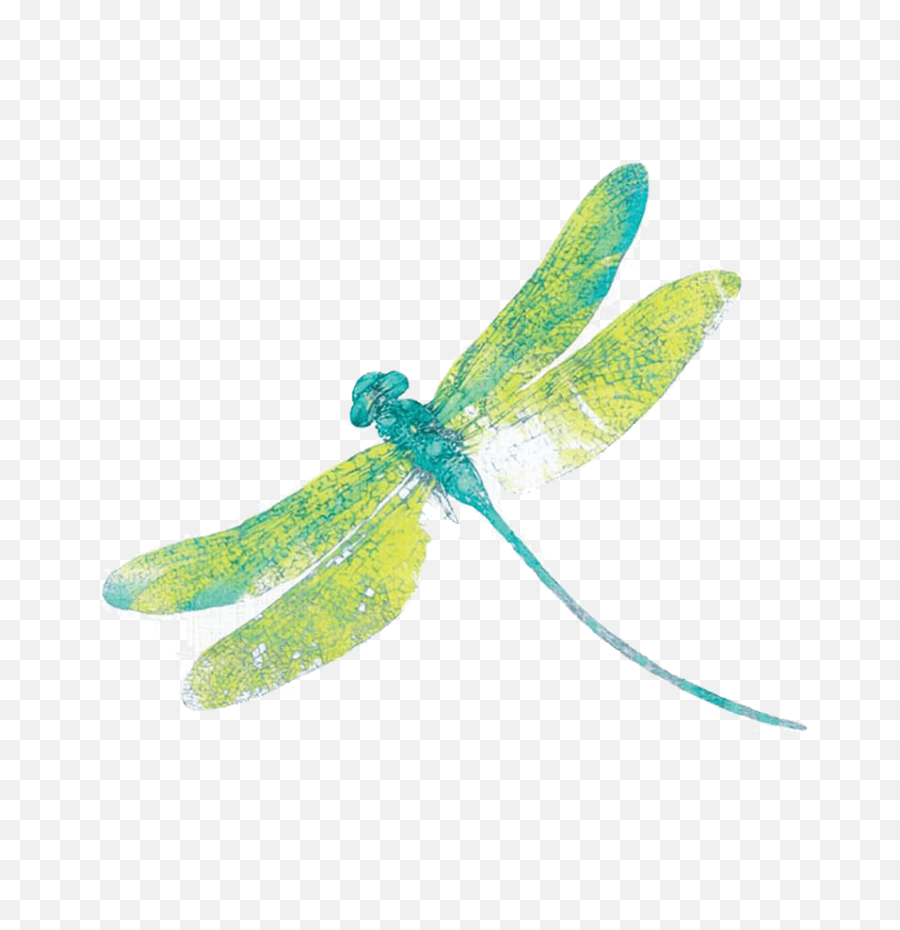 Dragonfly Png Free Download - Transparent Background Dragonfly Png,Dragonfly Png