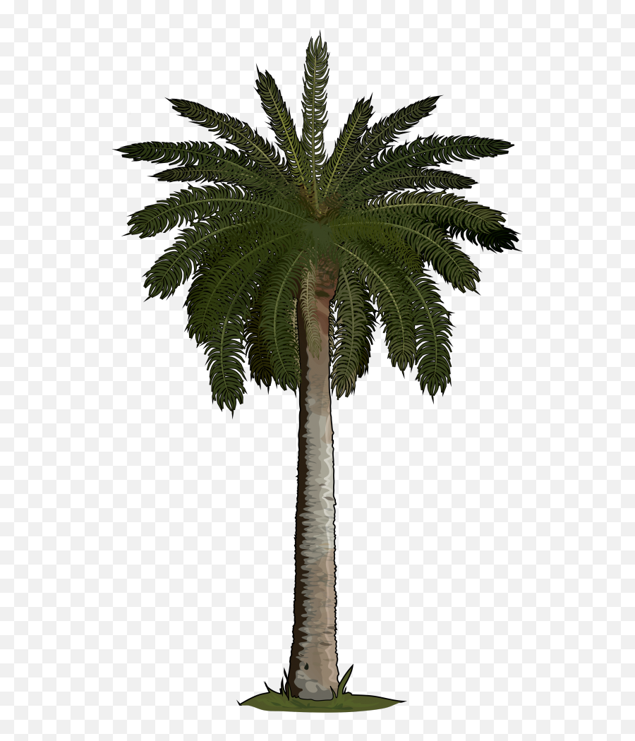 Picture - Artificial Palm Tree Png,Palmeras Png