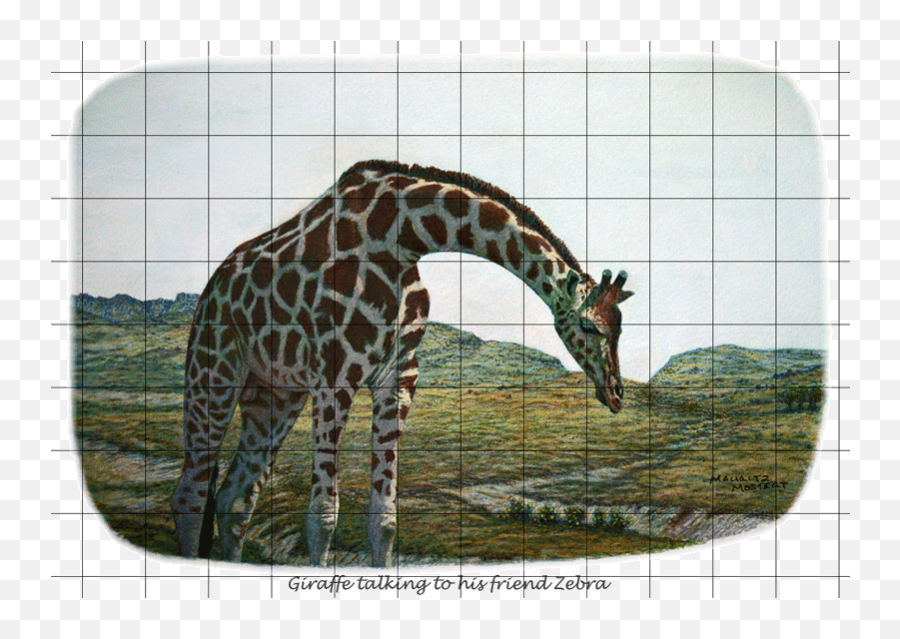 Zebra Stripes Png - Zebra Meets Giraffe Giraffidae Giraffidae,Giraffe Transparent Background