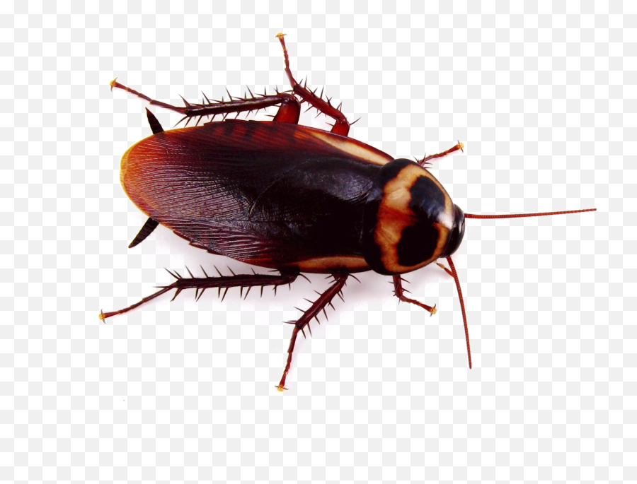Roach Png Image - Australian Cockroach,Roach Png