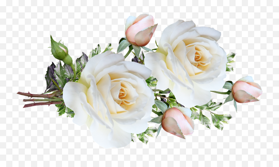 Flowers White Roses - Garden Roses Png,White Roses Png