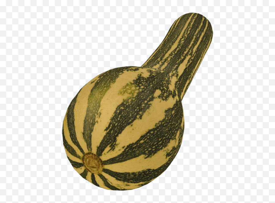 Squash Cucurbita Moschata 3d Scanned Model For Games Vr And Ar - Watermelon Png,Zucchini Png