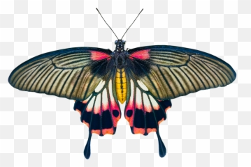Png Images Pngs Insects Bugs 24png - Silhouette Moth