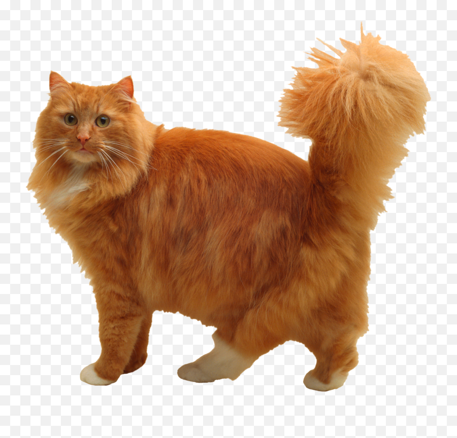 Cuddly Cat Png Image - Purepng Free Transparent Cc0 Png Png Free Images Beautiful Cats Clear Back,Cats Png
