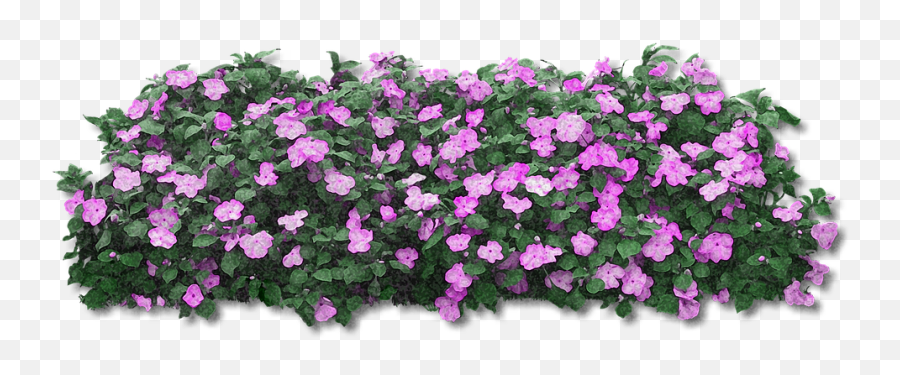 Fiori Viola Png 8 Image - Flower Bush Transparent Png,Viola Png