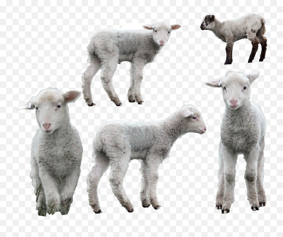 Lamb High Quality Png - Sheep,Lamb Png