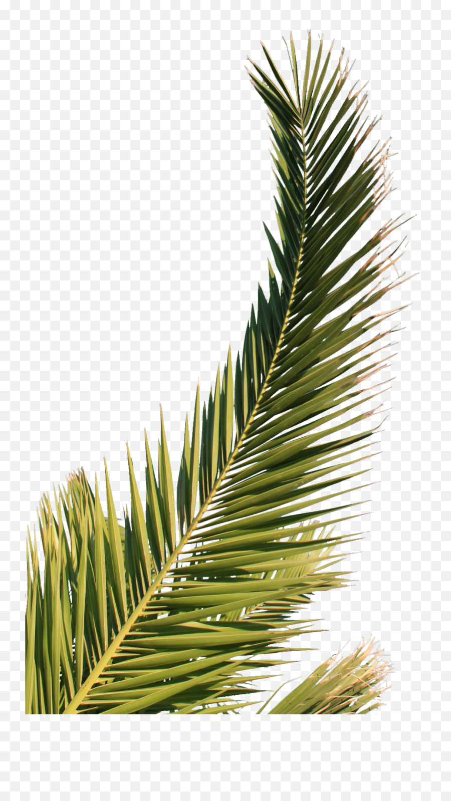 Download Hd Palm Tree Leaf Png - Feuille De Palmier Palm Tree,Palm Leaf Png