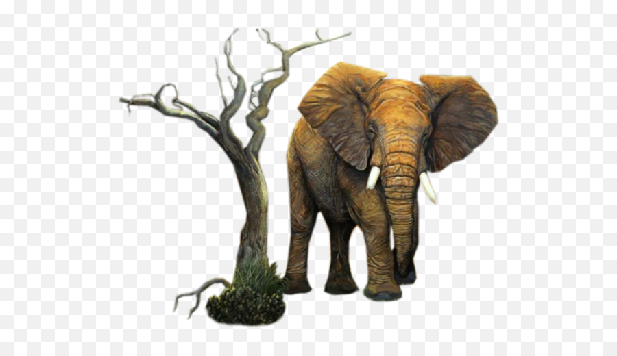 Adu Diplomats Afriadu - Elephant On A Tree Png,African Tree Png