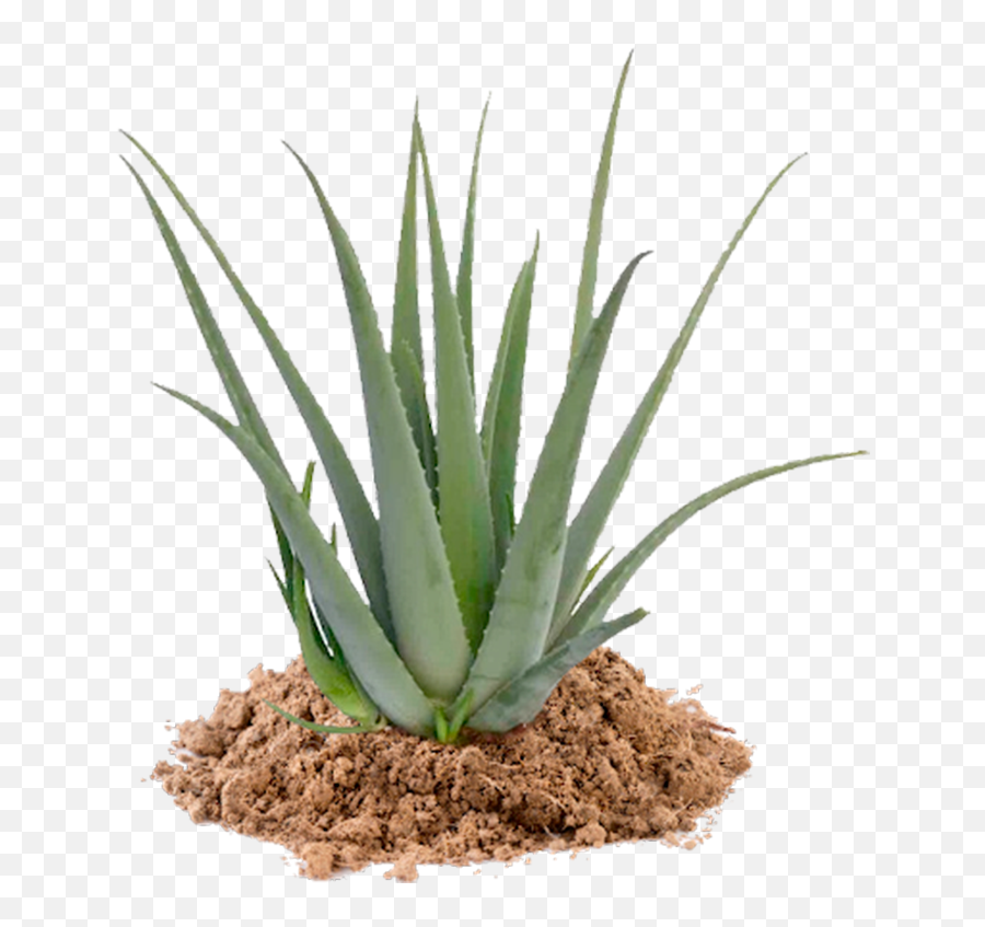 Home - Mercaloe Maceta Aloe Vera Png,Aloe Vera Png