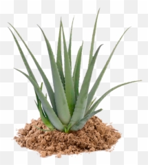 Home - Mercaloe Maceta Aloe Vera Png,Aloe Vera Png