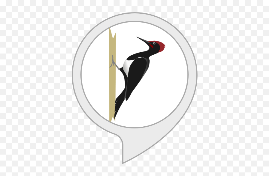 Alexa Skills - Transparent Woodpecker Clipart Png,Woodpecker Png