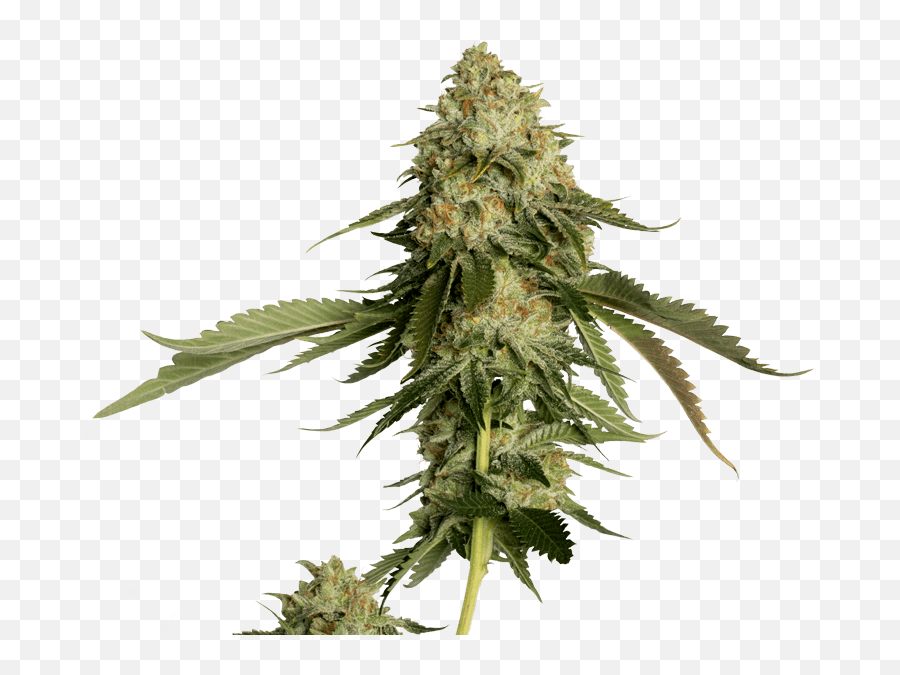 Weed Plants Png Images Collection For