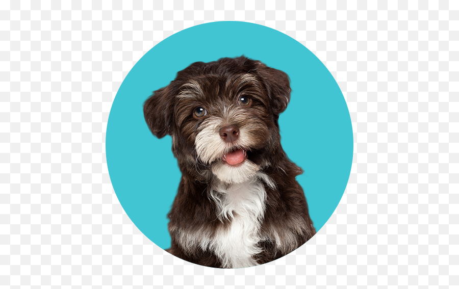 Pug Archives - The Puppy Store Brown Havanese Puppy Png,St George Icon For Sale