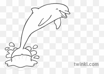 Common Bottlenose Dolphin Png