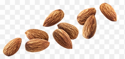 Download Free Nut Almond Hq Icon Favicon Freepngimg - Png