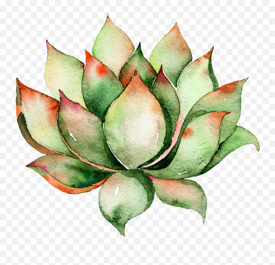 Download Hd Watercolor Succulent Png Clip Art - Watercolor Succulent Transparent Background,Watercolor Cactus Png