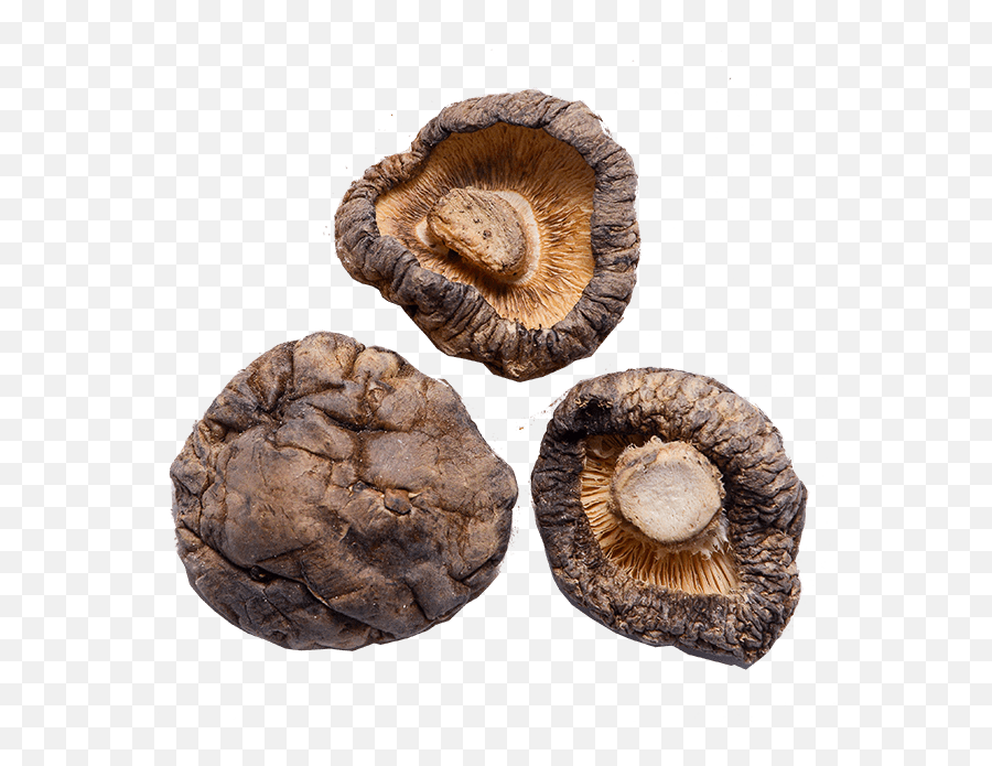 Mushrooms Shiitake - Shiitake Png,Mushroom Png