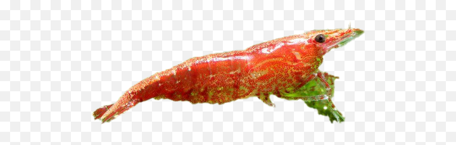 Cherry Shrimp Transparent Image Png Arts - Caterpillar,Shrimp Png