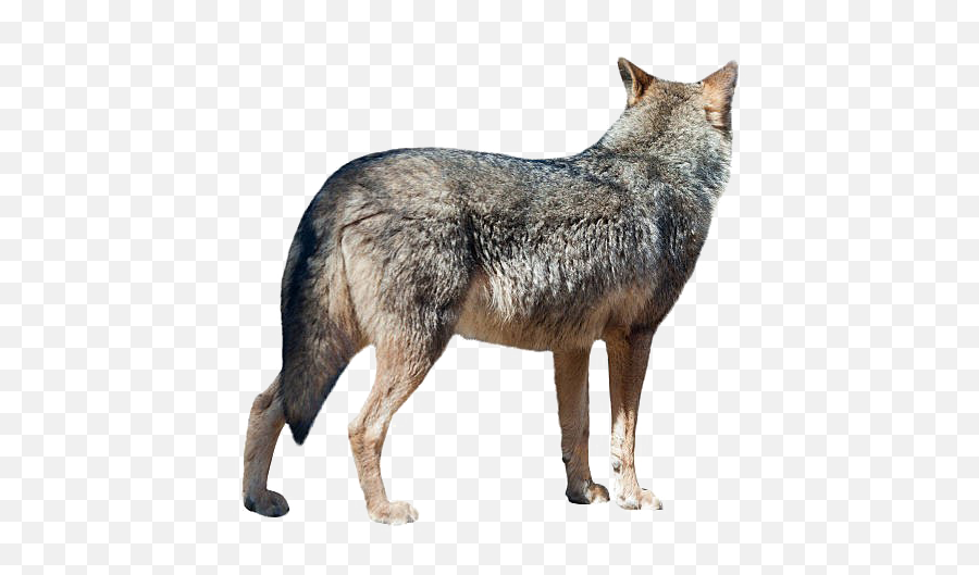Wolf Png Transparent Image