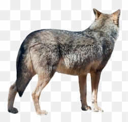 Wolf Png Transparent Image