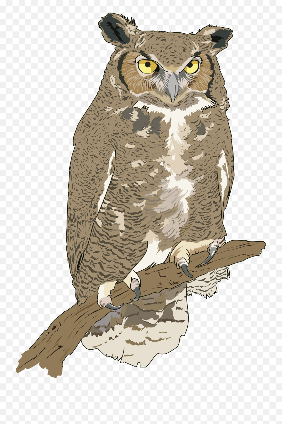 Realistic Birds Cliparts 12 - 546 X 800 Webcomicmsnet Food Chain Examples And Explanation Png,Realistic Eye Png