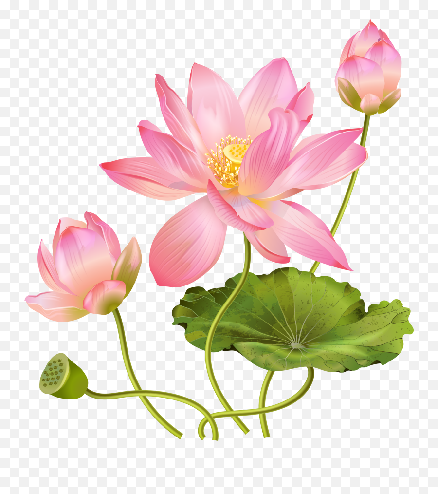 Pink Lotus Png Picture - Transparent Lotus Flower,Lotus Png