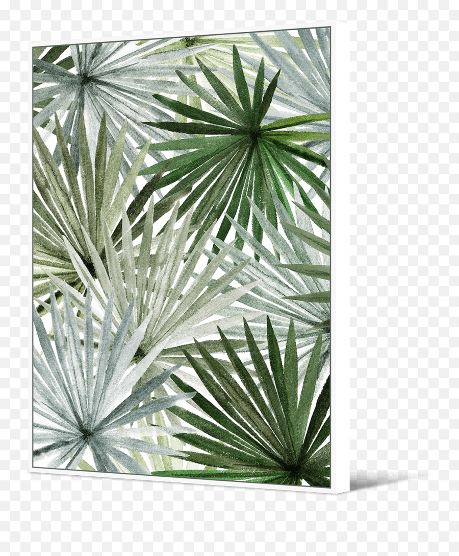 Palm Fronds - Sabal Minor Png,Palm Frond Png