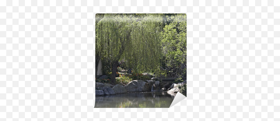 Weeping Willow Wall Mural U2022 Pixers - We Live To Change Fish Pond Png,Weeping Willow Png