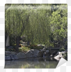 Weeping Willow Wall Mural U2022 Pixers - We Live To Change Fish Pond Png,Weeping Willow Png