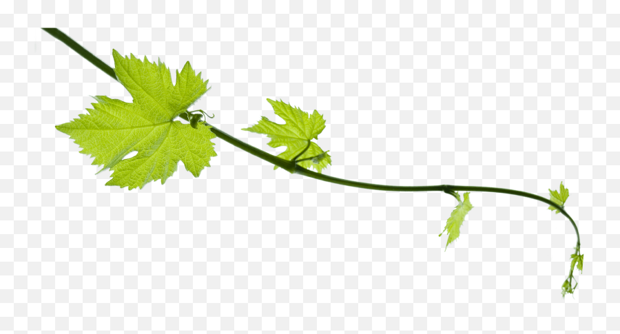 Grape Vine Png 3 Image - Grape Vine Png Transparent,Vine Png