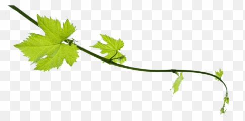 Grape Vine Png 3 Image - Transparent