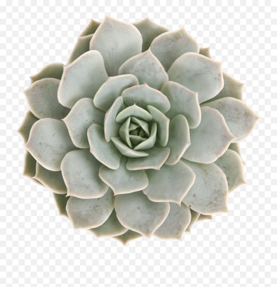 Download Echeveria Fleur Blanc - Succulent Png Transparent,Succulent Png