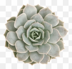 Download Echeveria Fleur Blanc - Succulent Png Transparent,Succulent Png