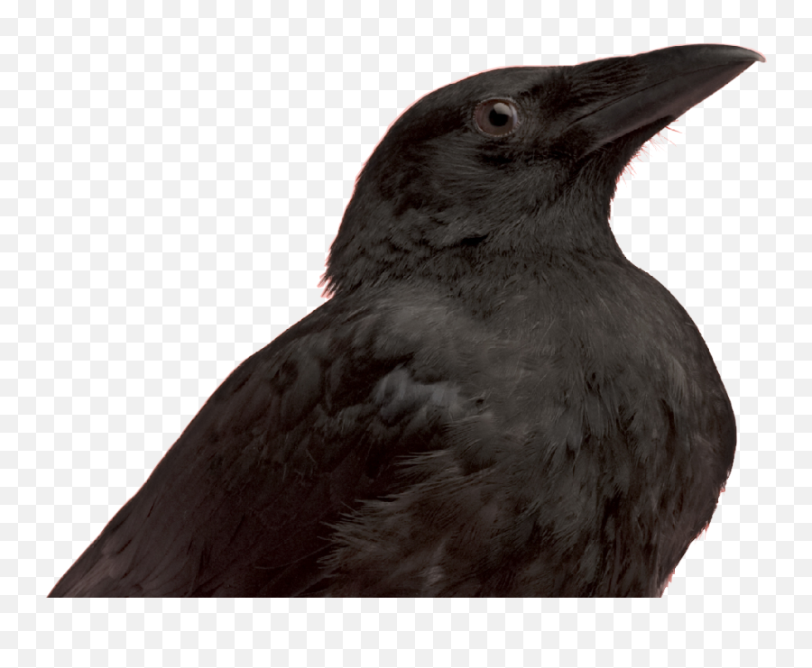 Home - American Crow Png,Crow Transparent