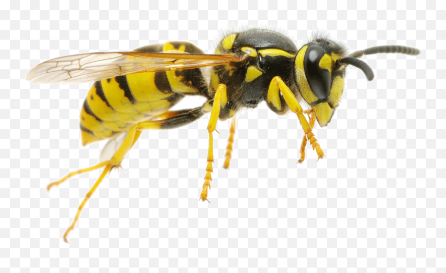 Wasp Png - Wasp Png,Ant Man And The Wasp Png