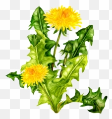 Dandelion Png Icon - Flowers Watercolor