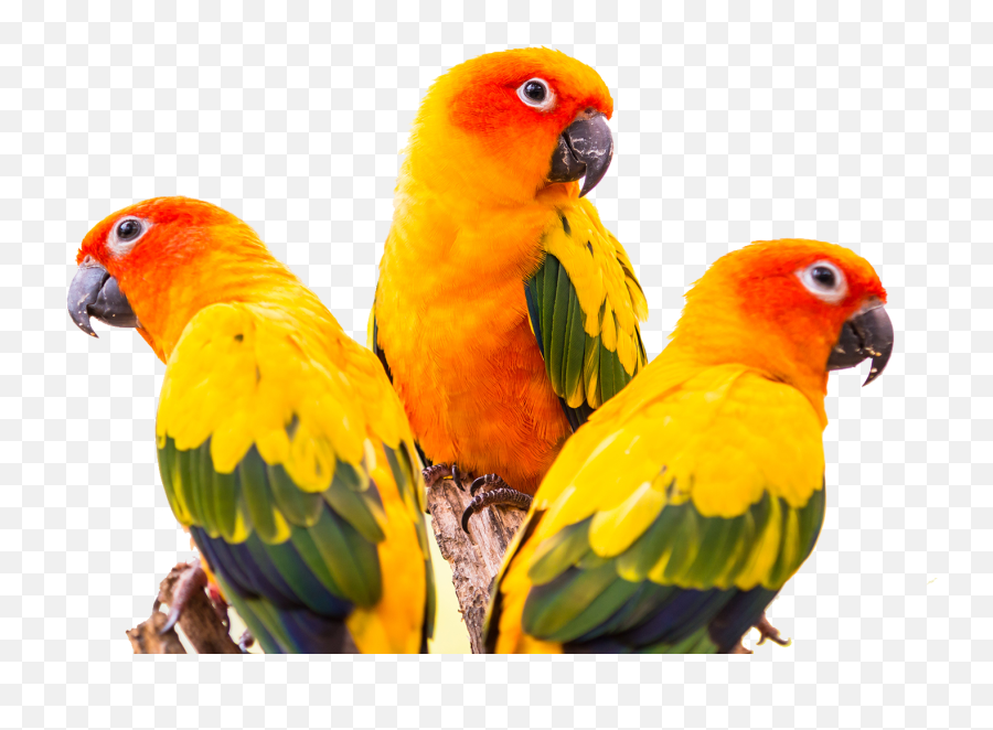 Conure Green Cheeked Parakeet Bird - Colorful Birds Images Png,Parakeet Png