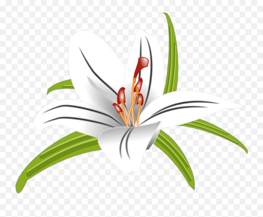 Lilly Flower Floral - Stargazer Lily Png,Lilly Png