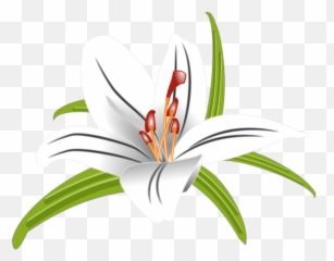 Lilly Flower Floral - Stargazer Lily Png,Lilly Png