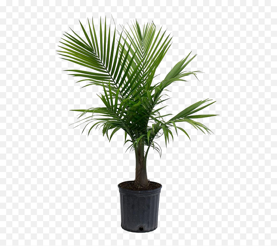 Palm Tree Png Picture - Palm Tree Home Depot,Palm Plant Png