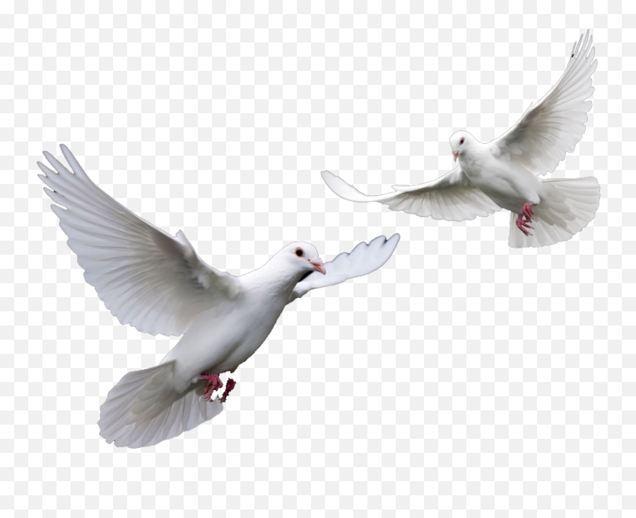 Doves Wedding Png - Transparent Doves Png,Dove Png
