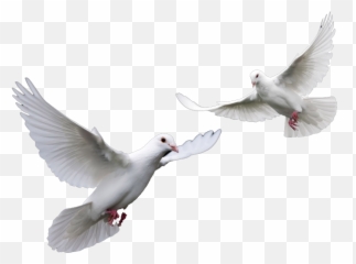 columbidae bird squab pigeons pigeon png free transparent png image pngaaa com pngaaa com