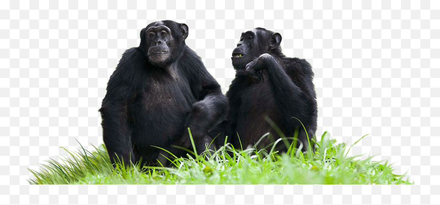 Chimpanzees Sitting - Transparent Background Chimpanzee Png,Chimp Png