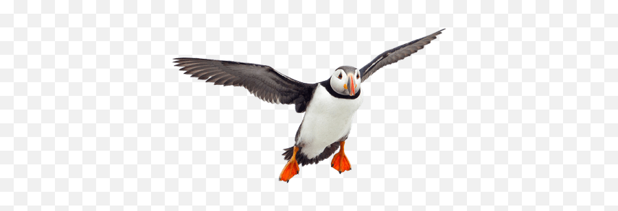 Puffins Transparent Png Images - Atlantic Puffin Png,Puffin Png