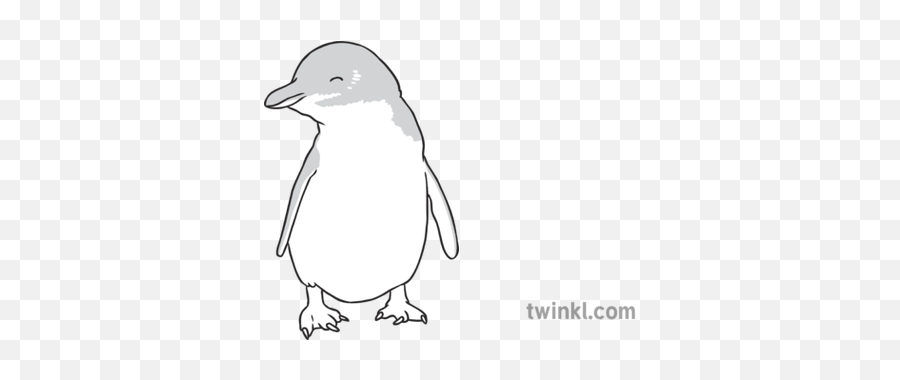 Fairy Penguin Black And White Illustration - Twinkl Penguin Png,Penguin Transparent