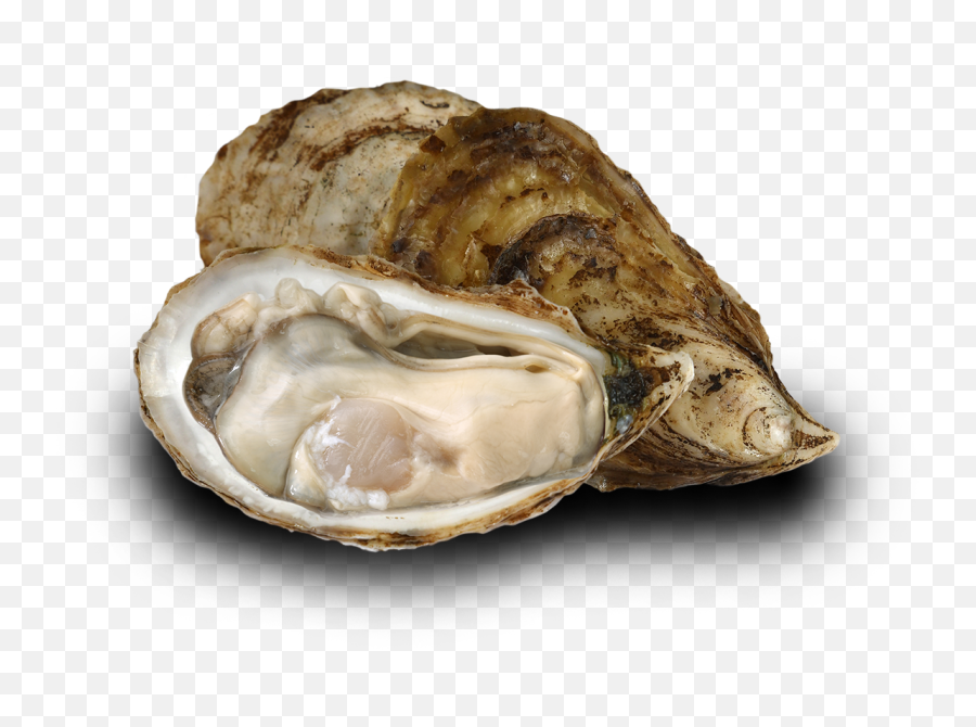 Oyster Kings - Tiostrea Chilensis Png,Oysters Png