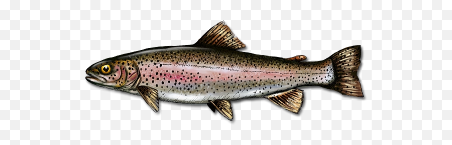 Download Free Png 15 Rainbow Trout - Rainbow Trout Fish Png,Trout Png