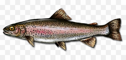 Download Free Png 15 Rainbow Trout - Rainbow Trout Fish Png,Trout Png