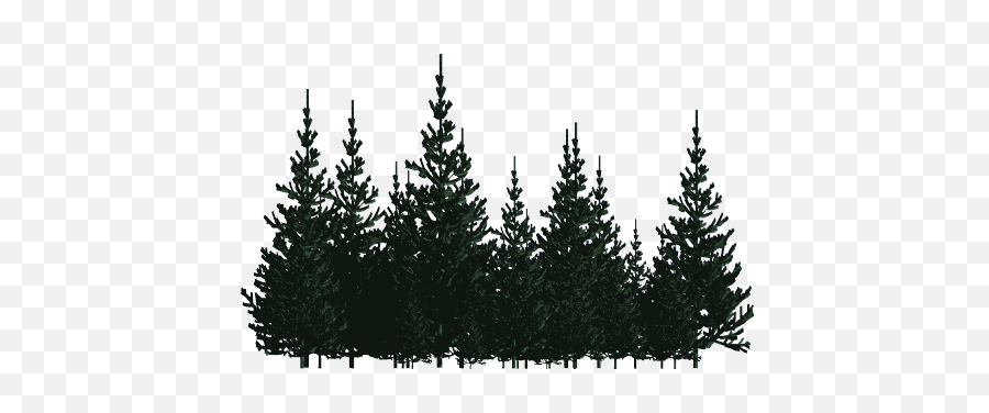 Pc Hd Wallpaper V - Forest Pine Trees Png,Forest Tree Png